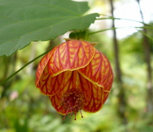 ابوتیلون گل گاوپنبه‌ای